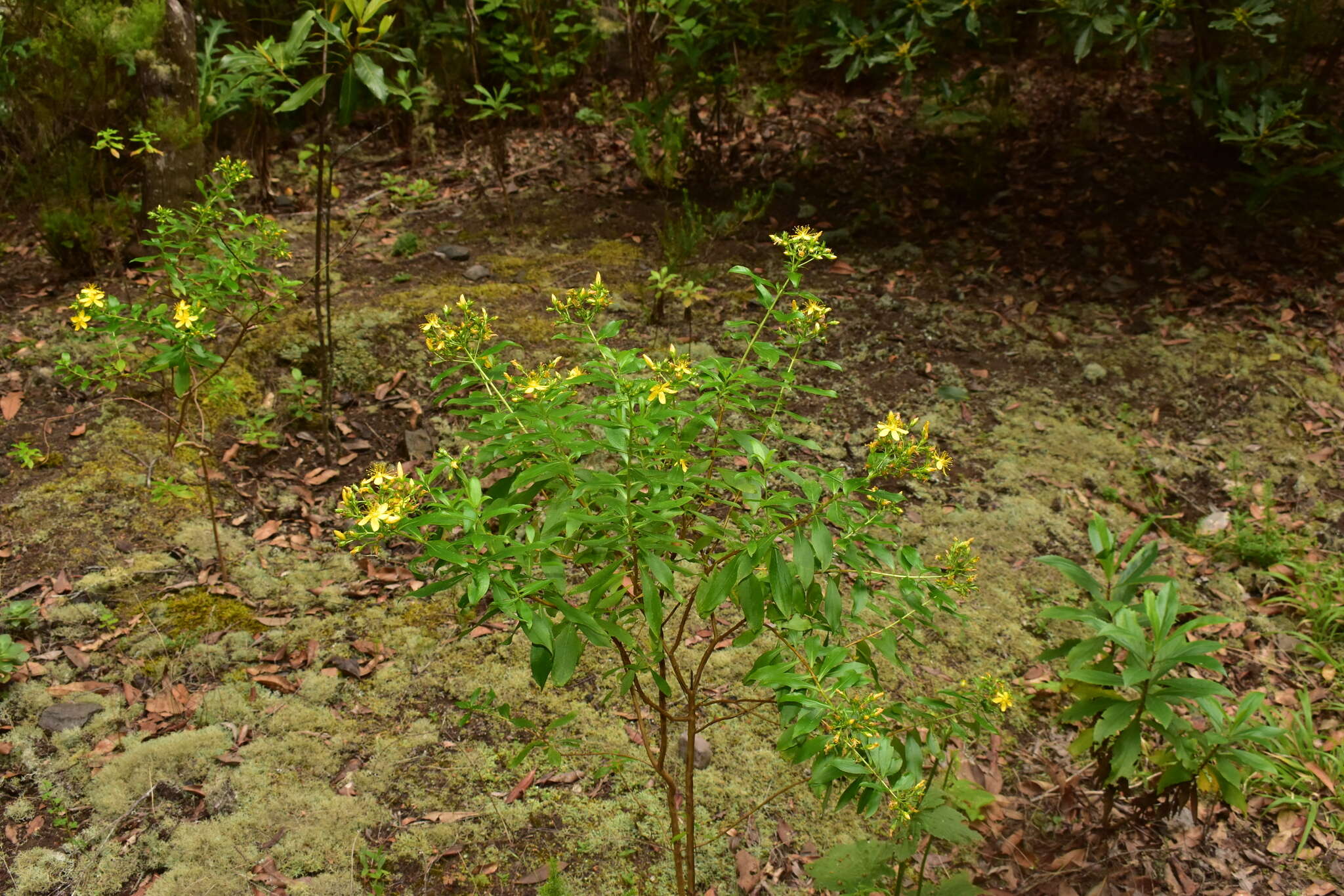 Image of Hypericum glandulosum Dryand. ex Ait.