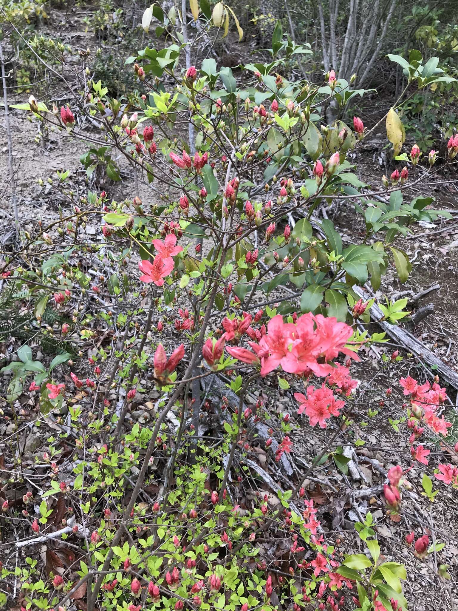 Image of Rhododendron kaempferi Planch.