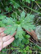 Image of Geranium atlanticum Boiss.