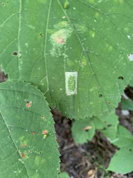 Phyllonorycter lucetiella (Clemens 1859)的圖片