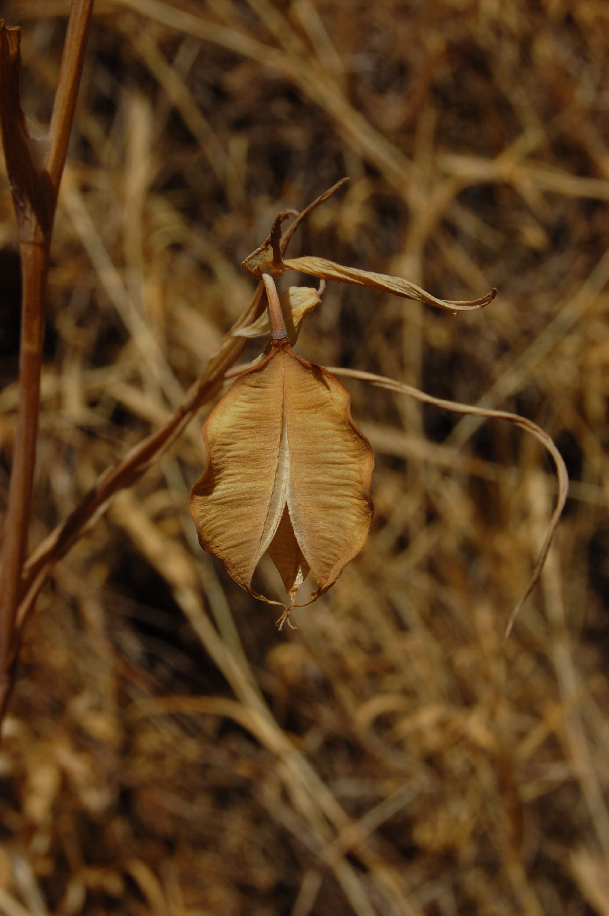 Imagem de Calochortus albus (Benth.) Douglas ex Benth.