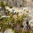 Image de Heliotropium stenophyllum Hook. & Arn.