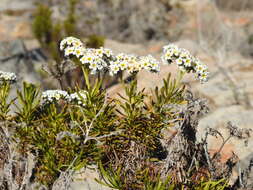 Image de Heliotropium stenophyllum Hook. & Arn.