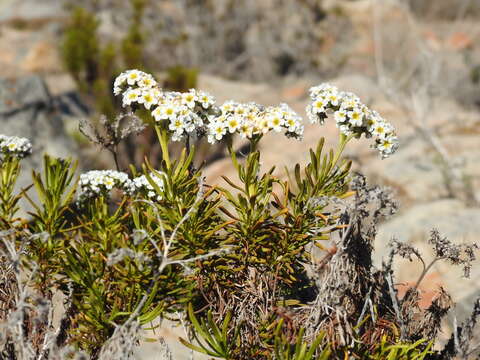 Image of Heliotropium stenophyllum Hook. & Arn.