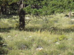 Image of Merriam's Turkey