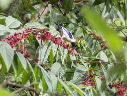 Image of Black-headed Tanager