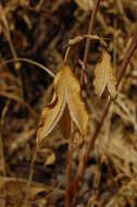 Imagem de Calochortus albus (Benth.) Douglas ex Benth.