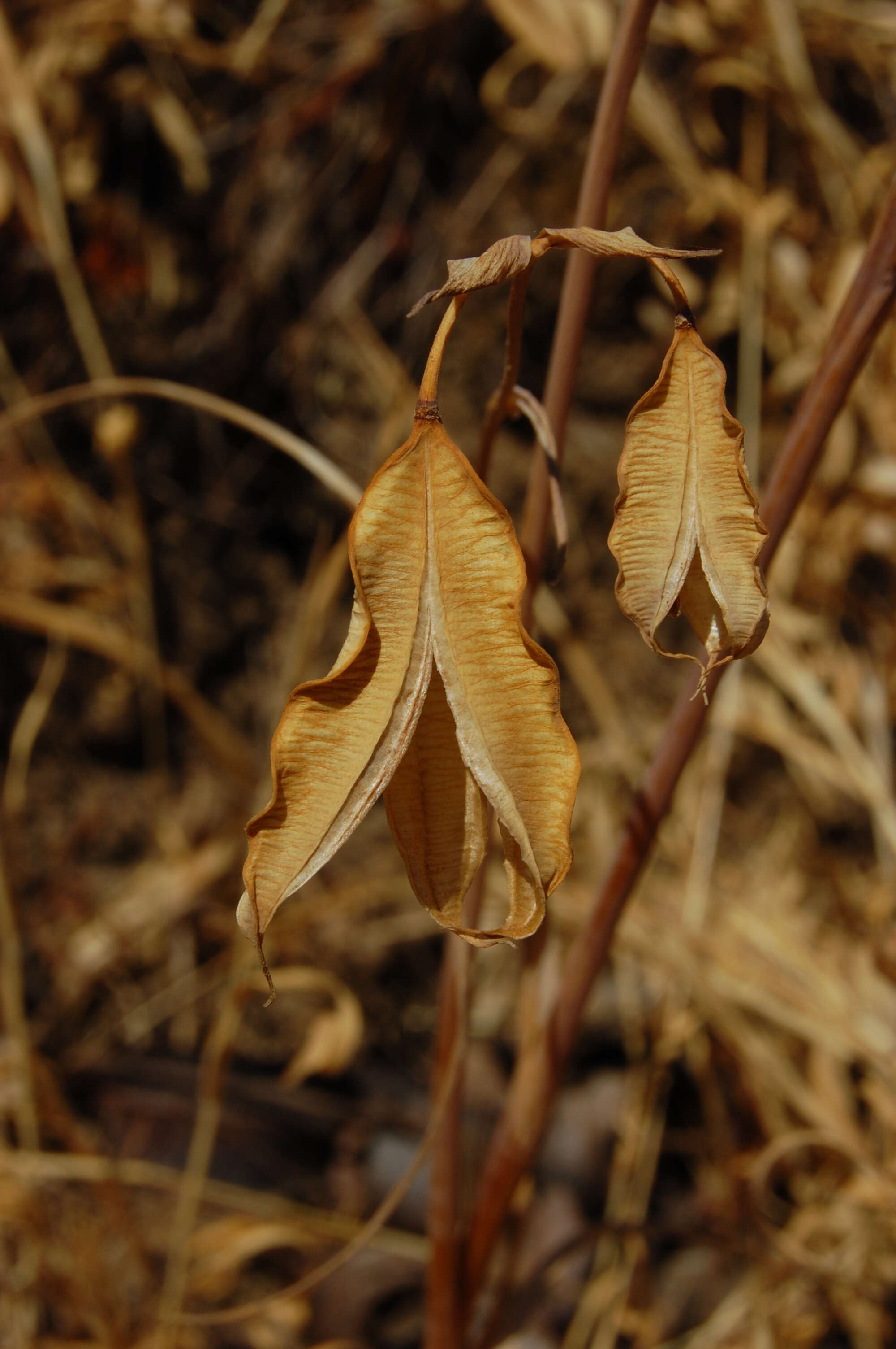 Imagem de Calochortus albus (Benth.) Douglas ex Benth.