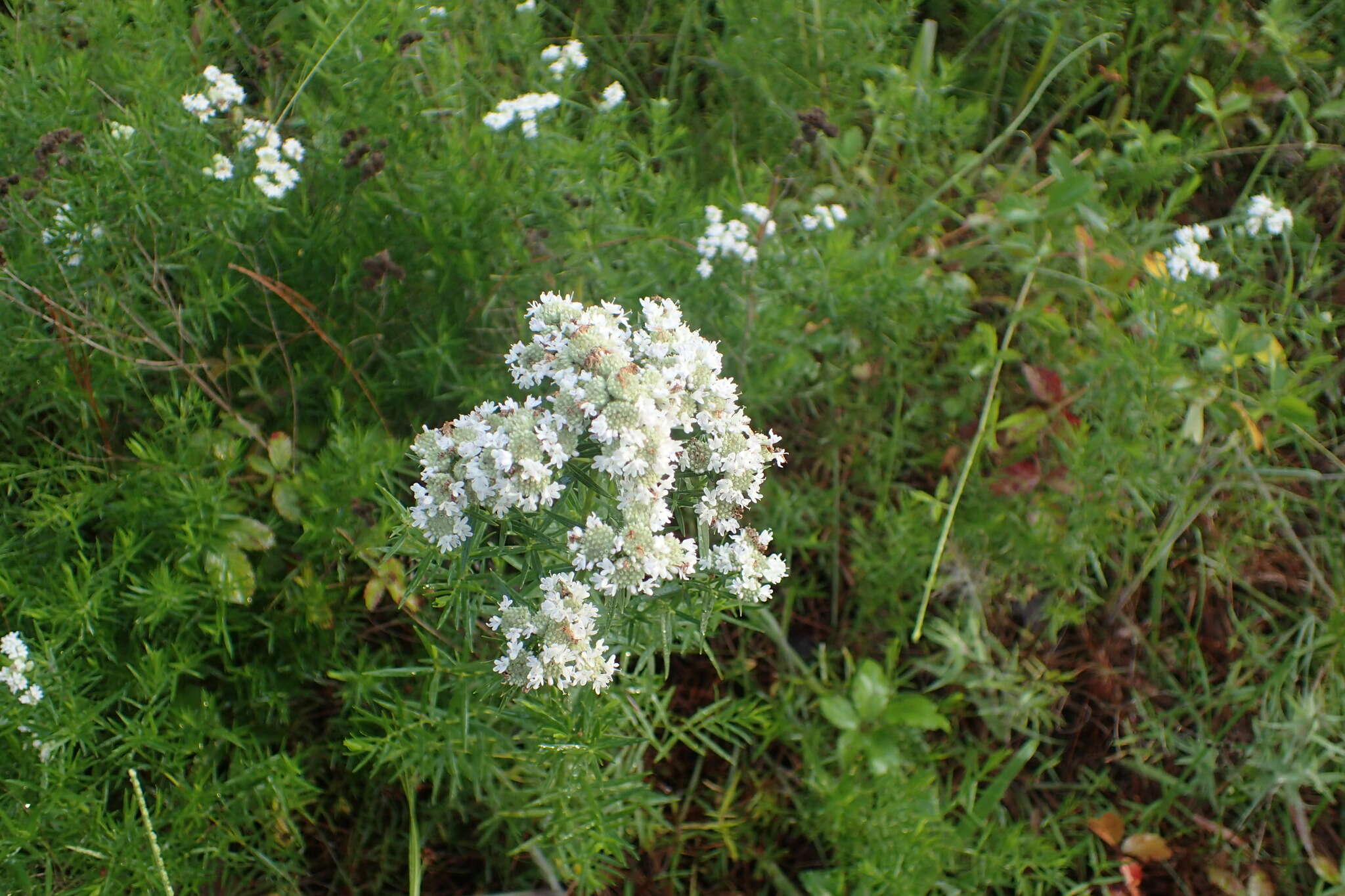 Image of narrowleaf mountainmint