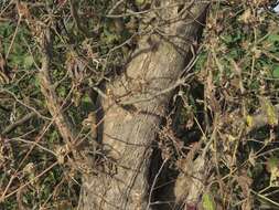 Image of Crataegus viridis var. glabriuscula (Sarg.) J. B. Phipps