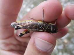 Image of Arcyptera (Pararcyptera) brevipennis subsp. vicheti Harz 1975