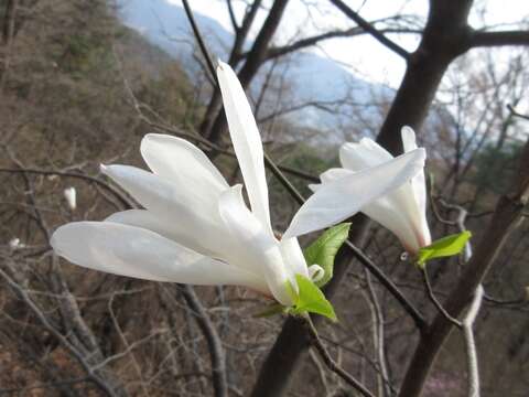 Image of Kobus magnolia