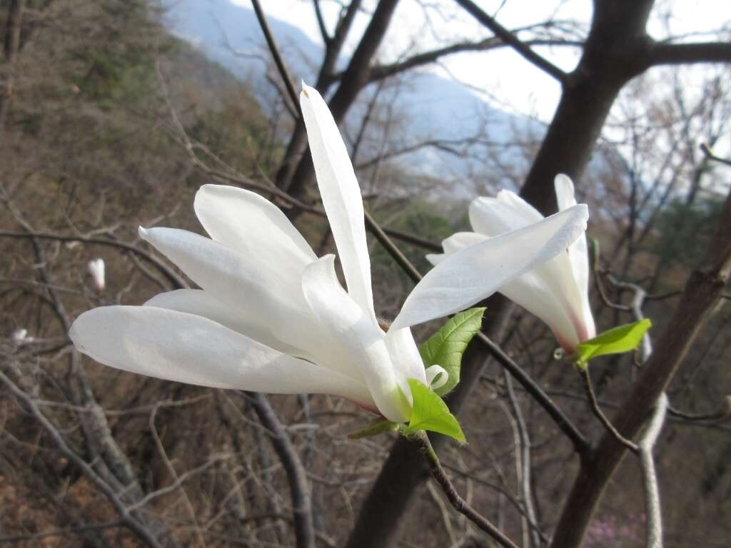 Image of Kobus magnolia