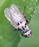 Image of Anthomyia procellaris Rondani 1866