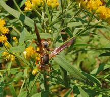 Image of Northern Paper Wasp