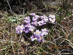 Image de Primula walshii Craib