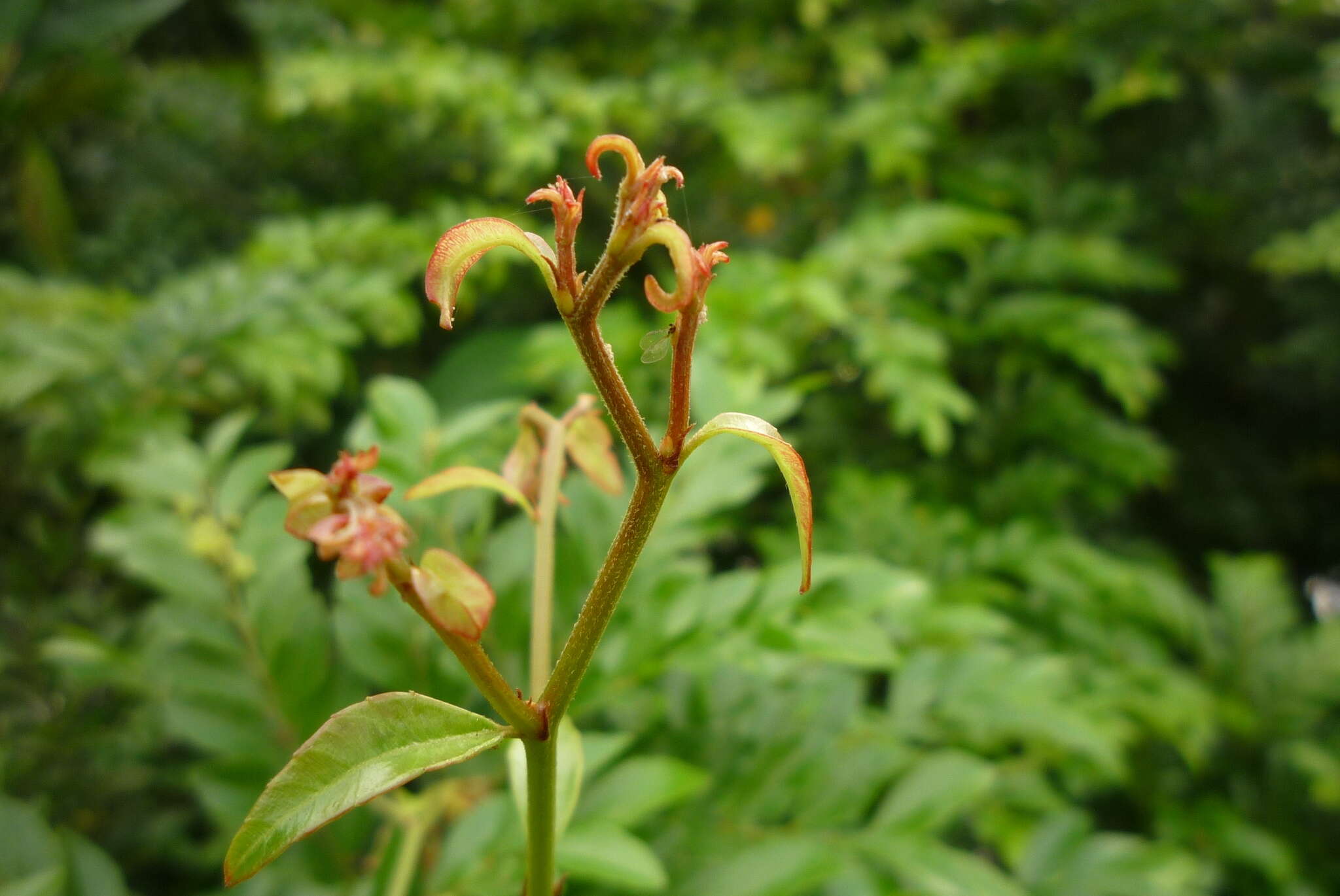 Image of Ventilago elegans Hemsl.