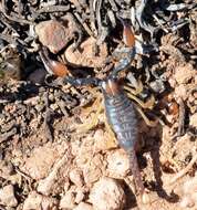 Image of Burrowing Scorpion