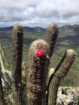 Micranthocereus purpureus (Gürke) F. Ritter的圖片