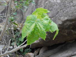 Sivun Jatropha malacophylla Standl. kuva