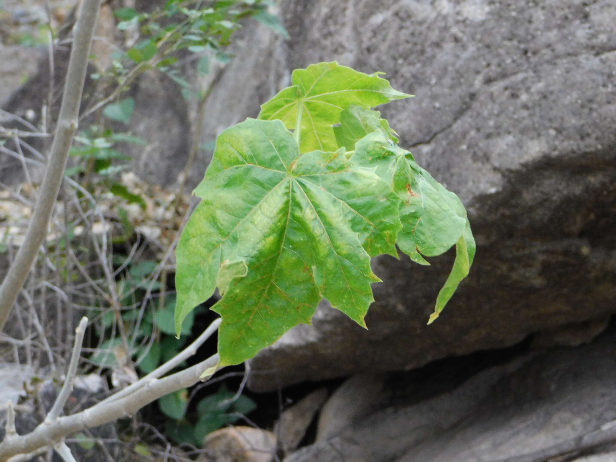 Jatropha malacophylla Standl.的圖片