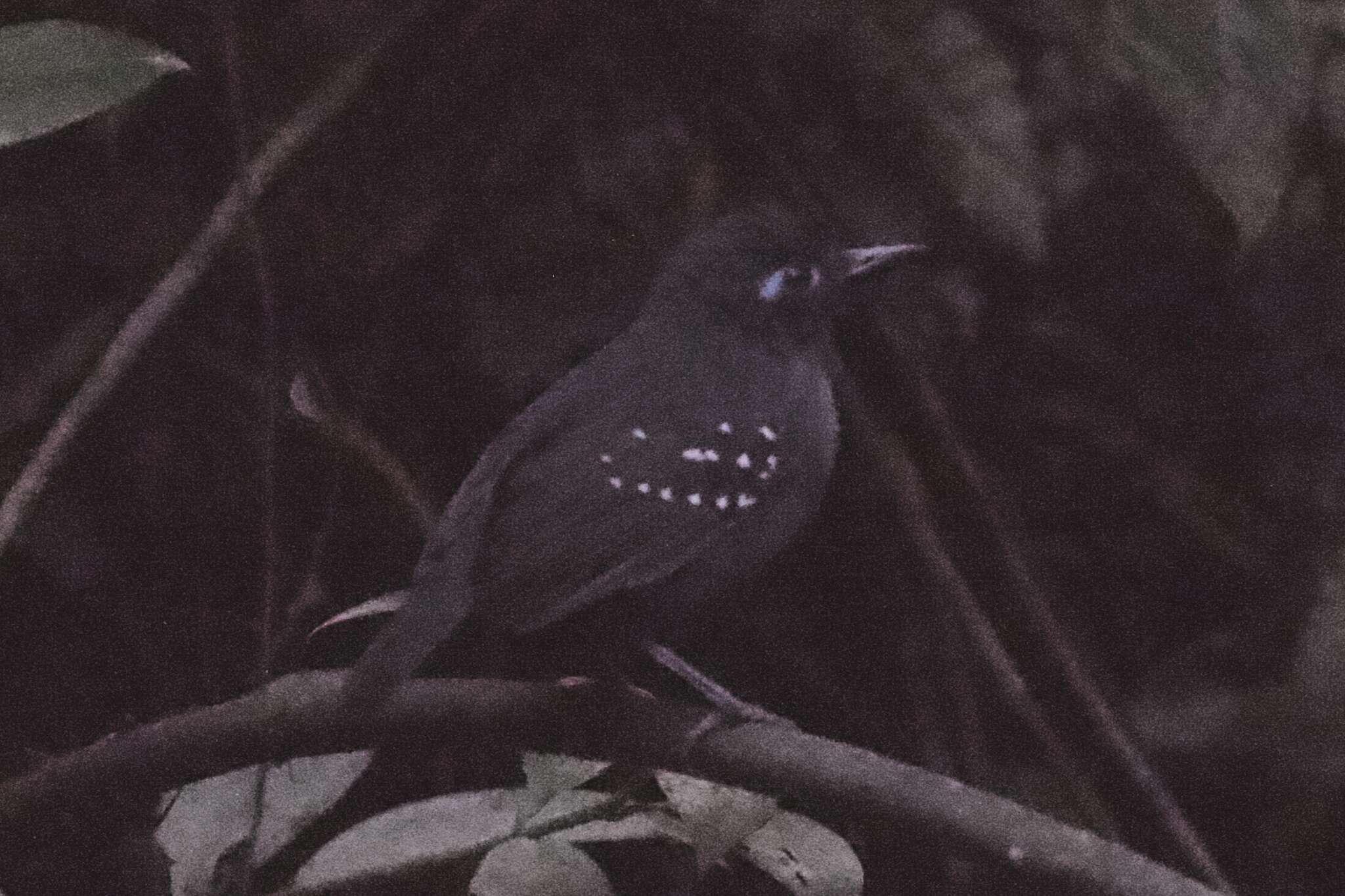 Image of Plumbeous Antbird