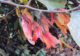 Image of Hopea ponga (Dennst.) D. J. Mabberley