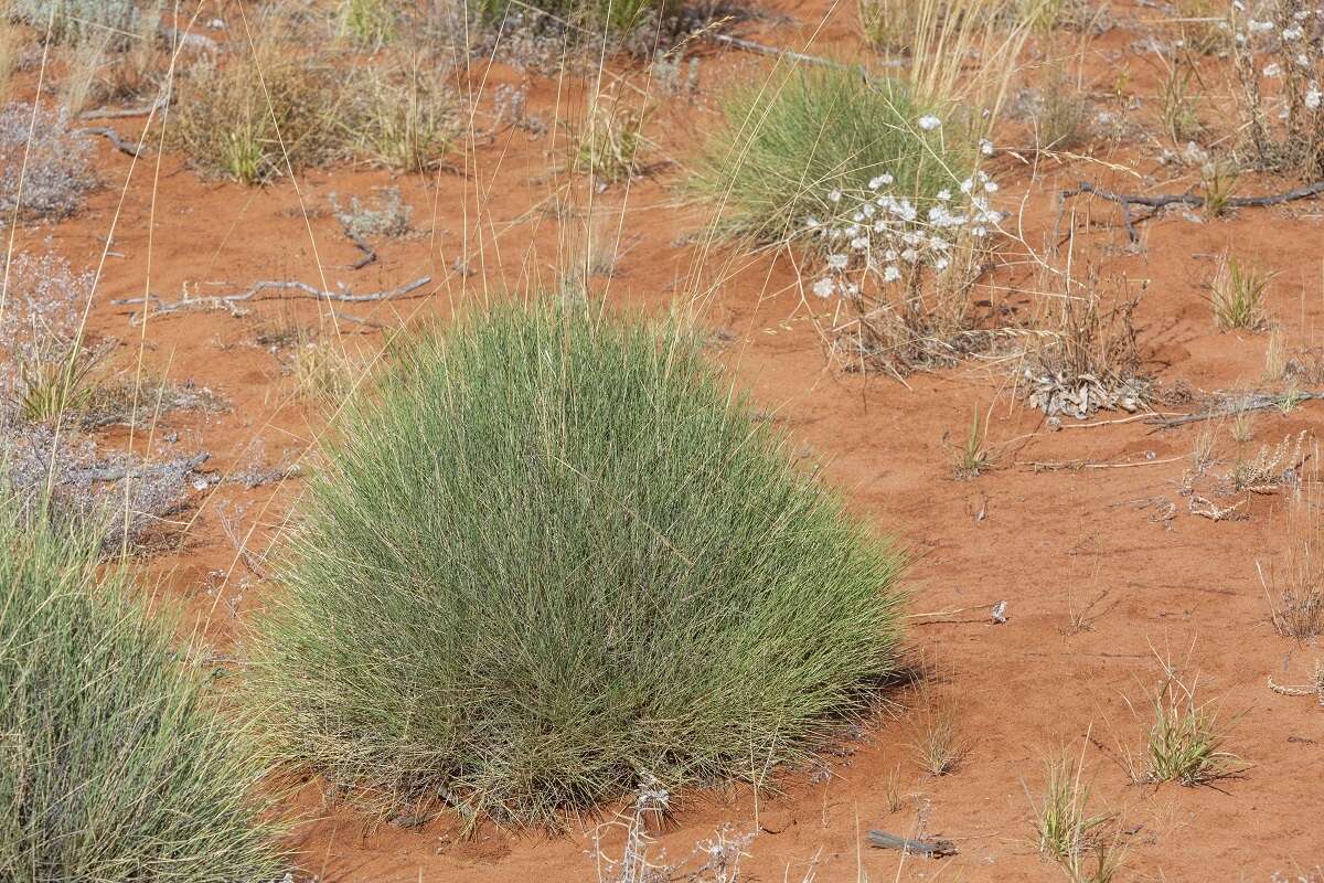 Plancia ëd Triodia scariosa N. T. Burb.