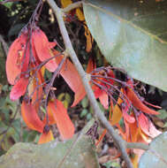 Image of Hopea ponga (Dennst.) D. J. Mabberley