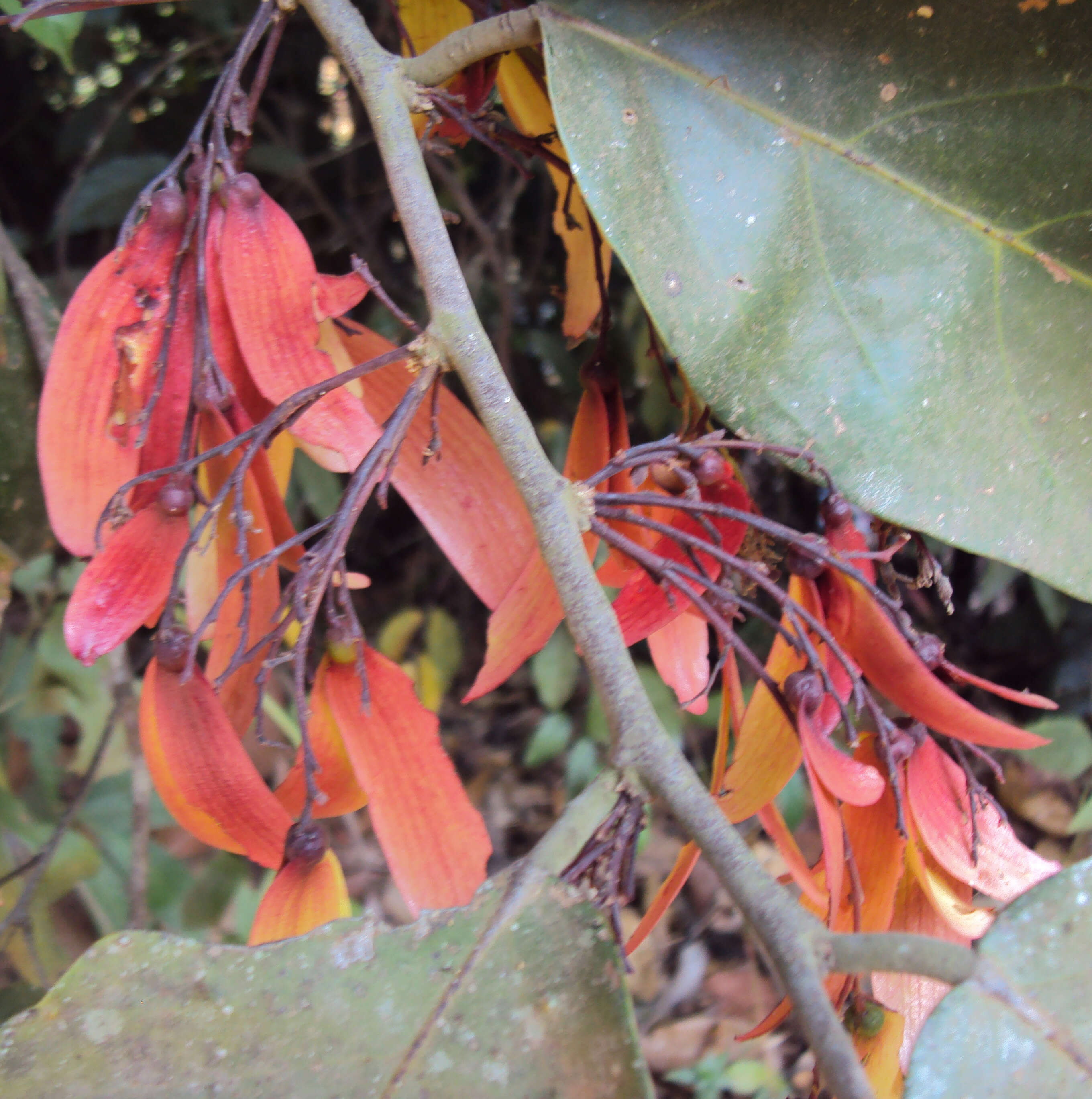 Image of Hopea ponga (Dennst.) D. J. Mabberley