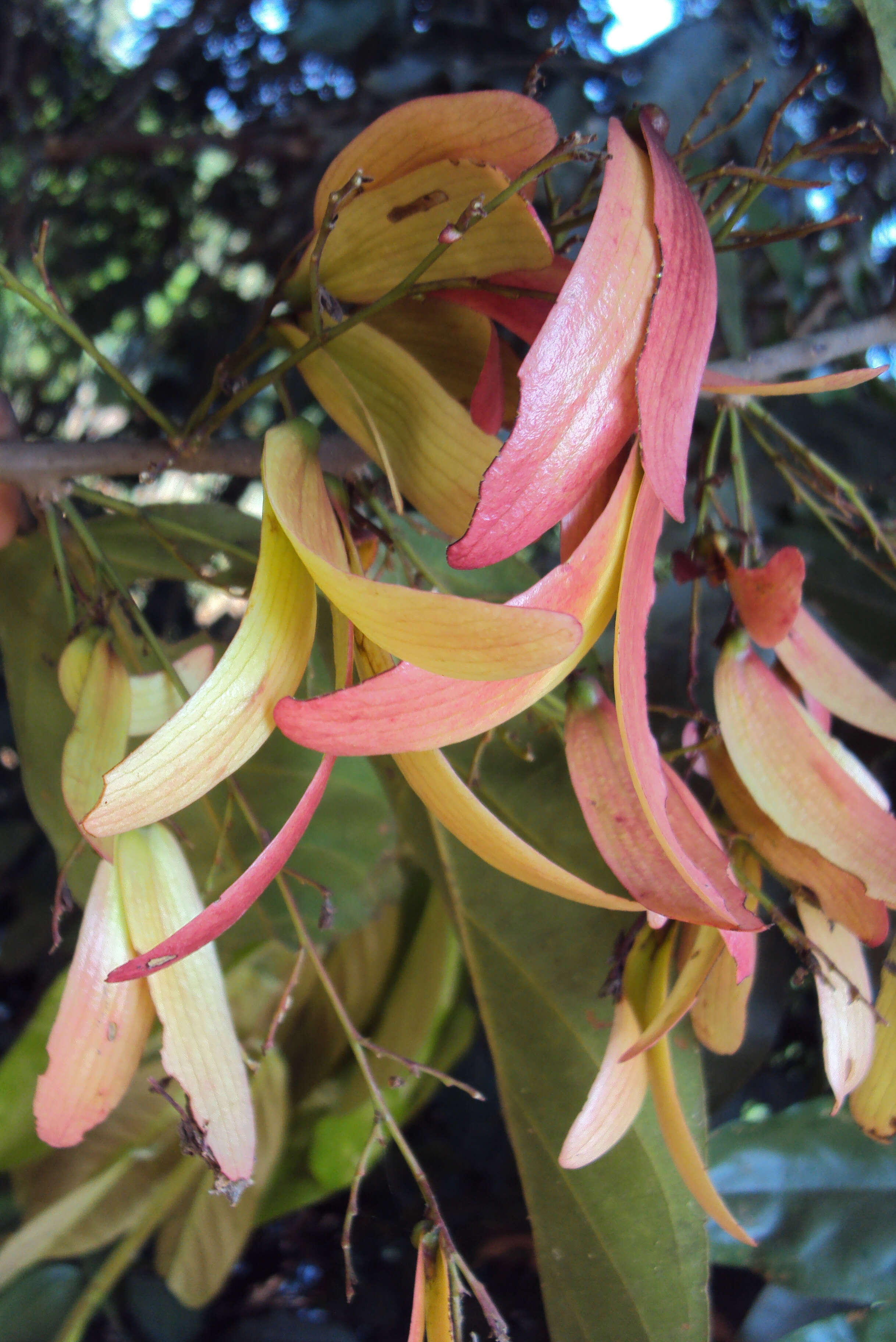 Image of Hopea ponga (Dennst.) D. J. Mabberley