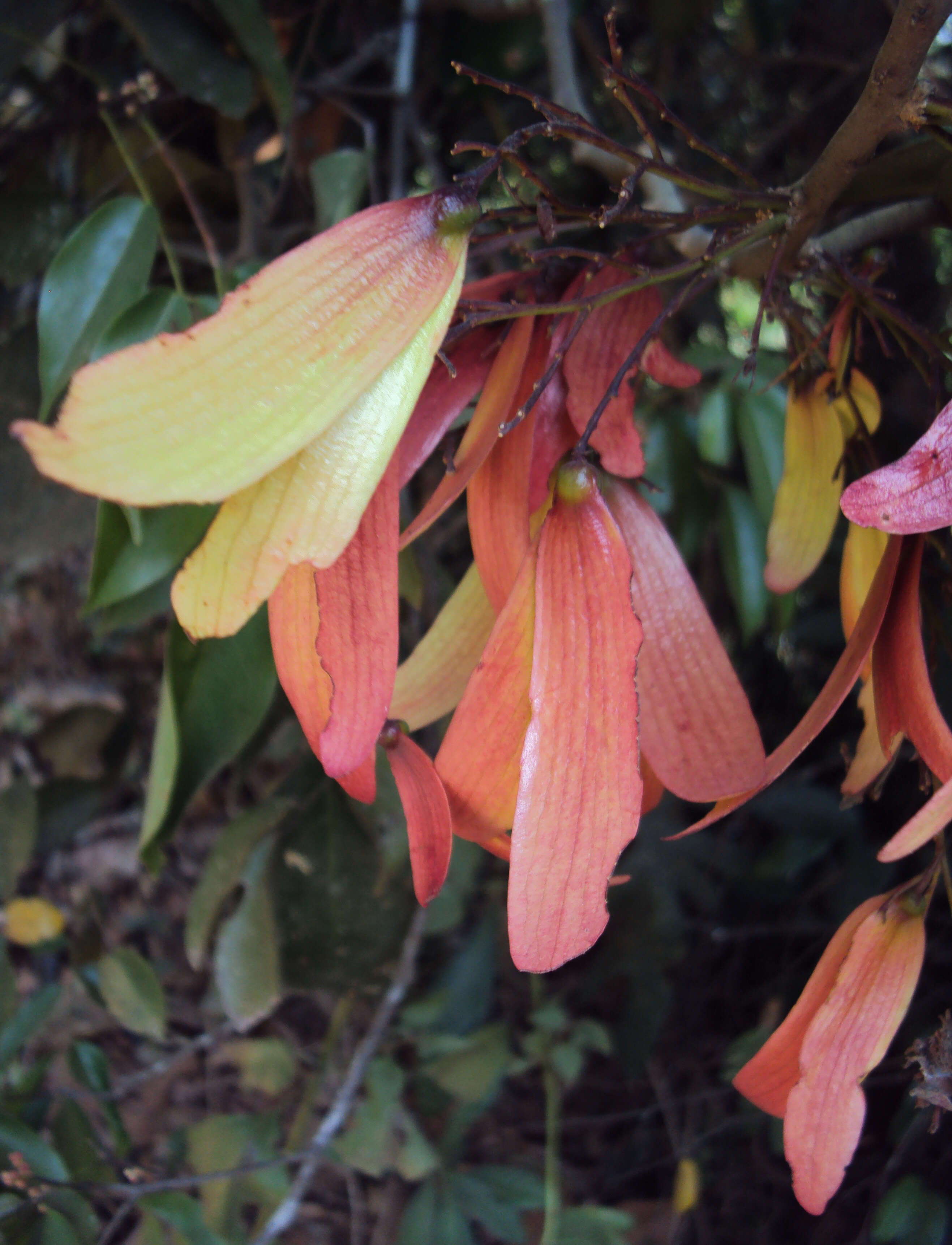 Image of Hopea ponga (Dennst.) D. J. Mabberley