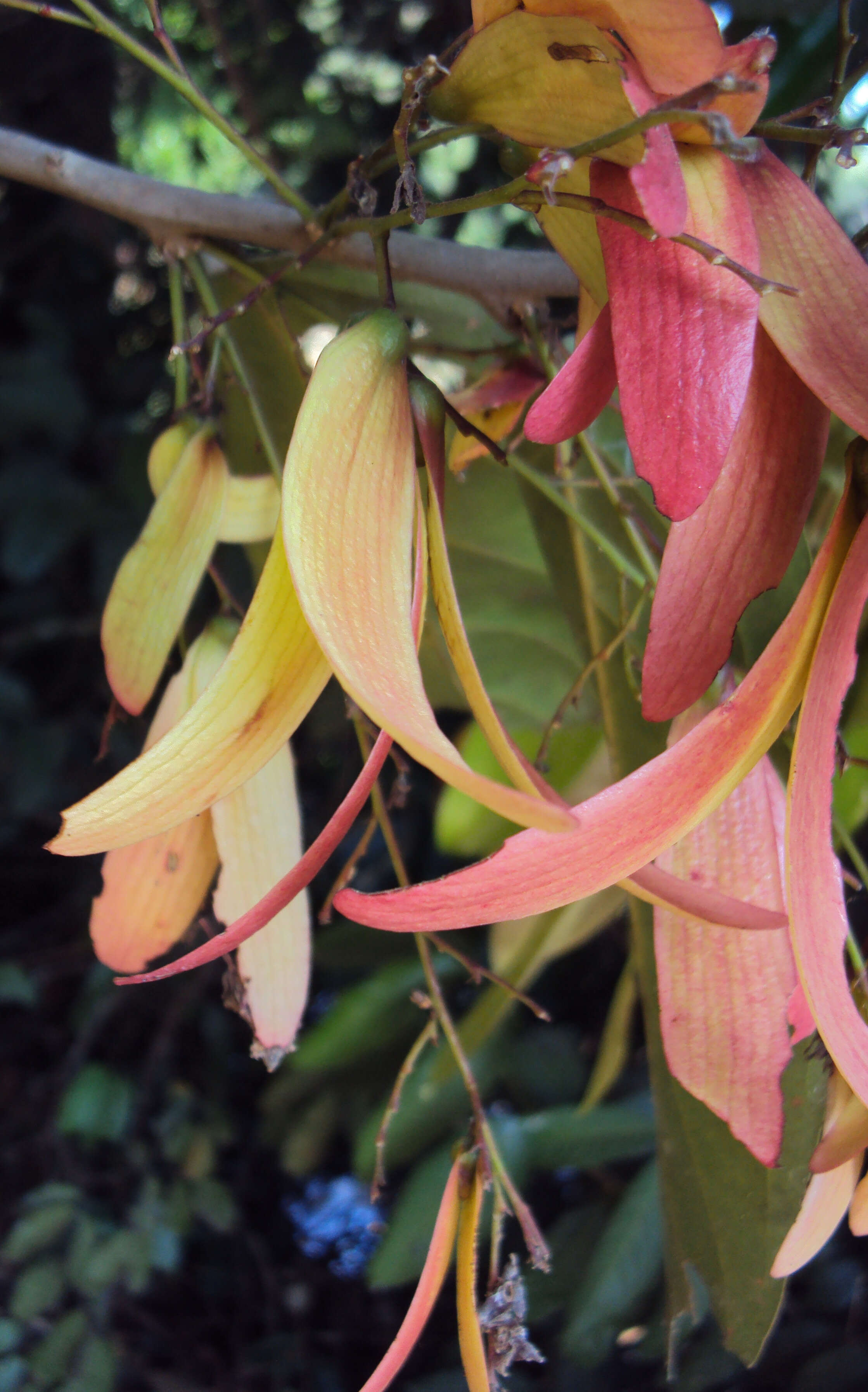 Image of Hopea ponga (Dennst.) D. J. Mabberley