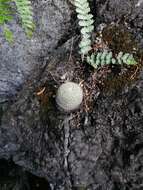 Image of Mammillaria albilanata Backeb.