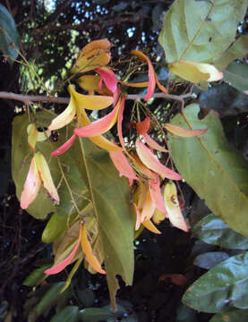 Image of Hopea ponga (Dennst.) D. J. Mabberley