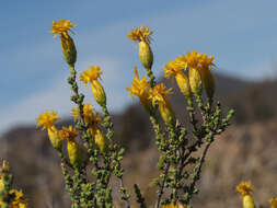 Imagem de Pteronia glomerata L. fil.