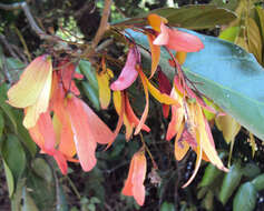 Image of Hopea ponga (Dennst.) D. J. Mabberley