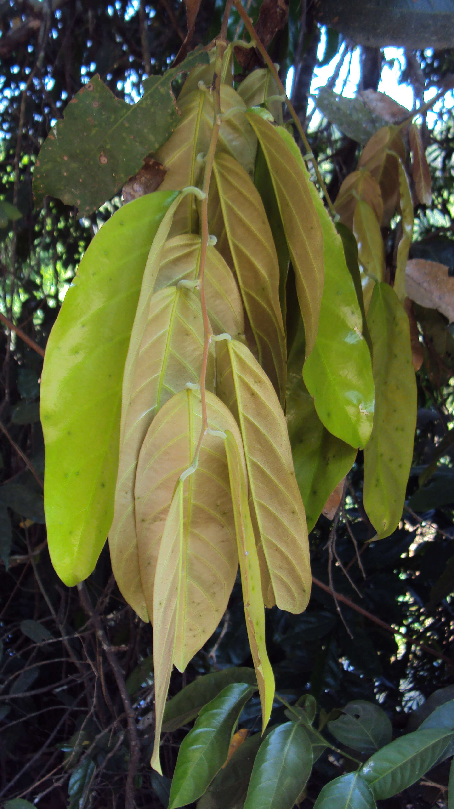 Image of Hopea ponga (Dennst.) D. J. Mabberley