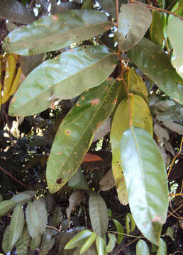 Image of Hopea ponga (Dennst.) D. J. Mabberley