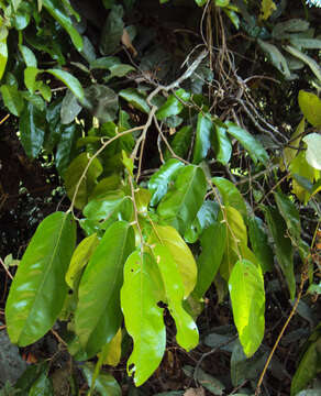 Image of Hopea ponga (Dennst.) D. J. Mabberley