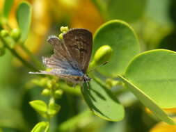 Image of Leptotes trigemmatus (Butler 1881)