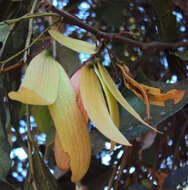 Image of Hopea ponga (Dennst.) D. J. Mabberley