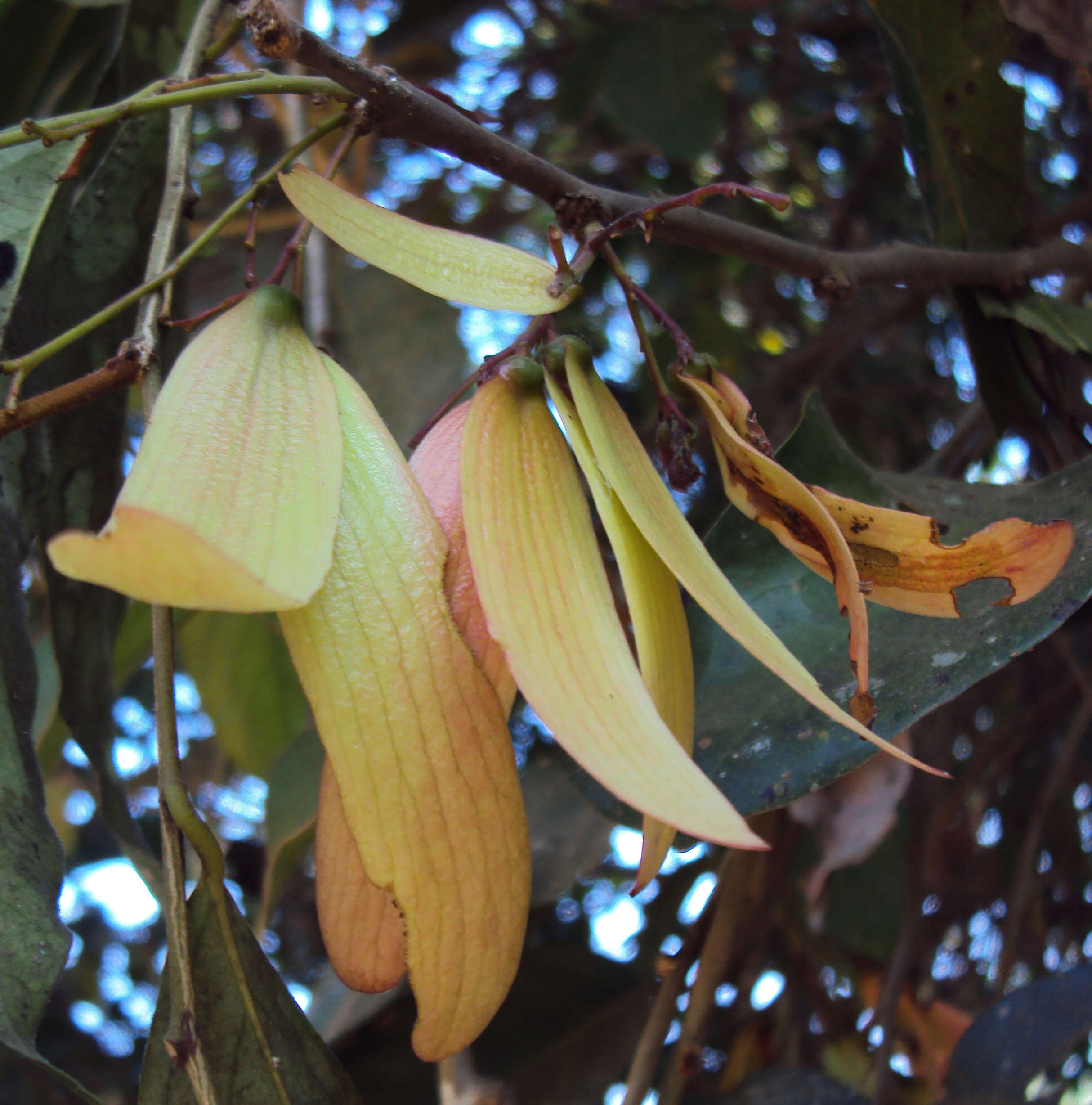 Image of Hopea ponga (Dennst.) D. J. Mabberley