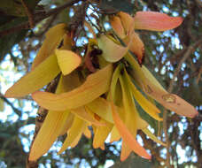 Image of Hopea ponga (Dennst.) D. J. Mabberley