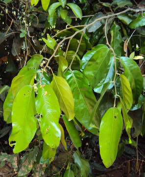 Image of Hopea ponga (Dennst.) D. J. Mabberley