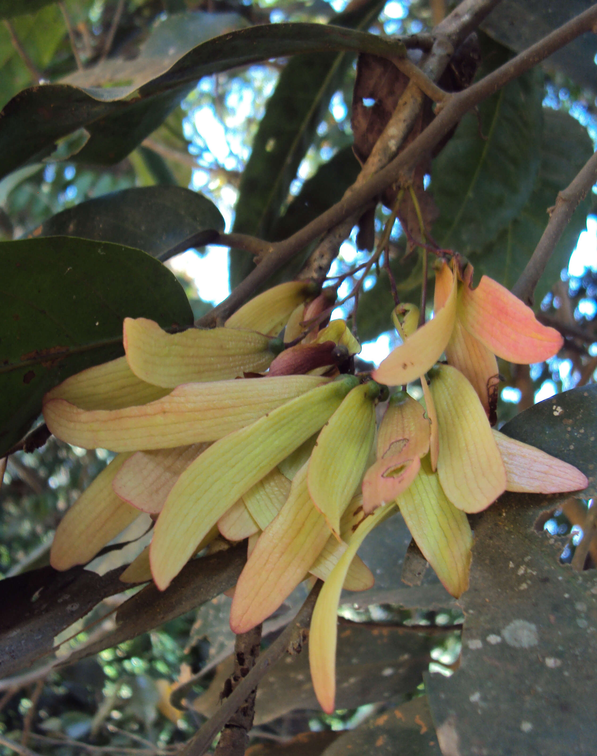 Image of Hopea ponga (Dennst.) D. J. Mabberley