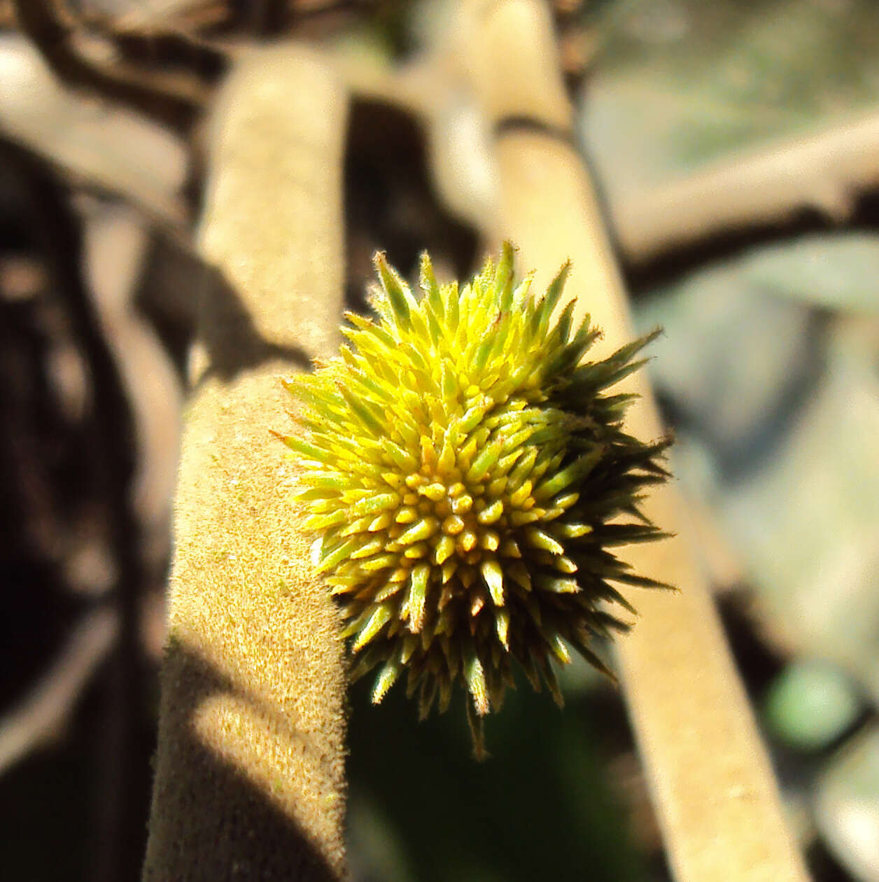 Image of Hopea ponga (Dennst.) D. J. Mabberley