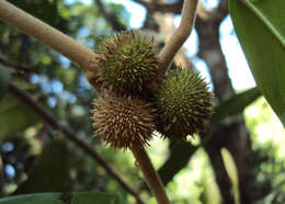 Image of Hopea ponga (Dennst.) D. J. Mabberley