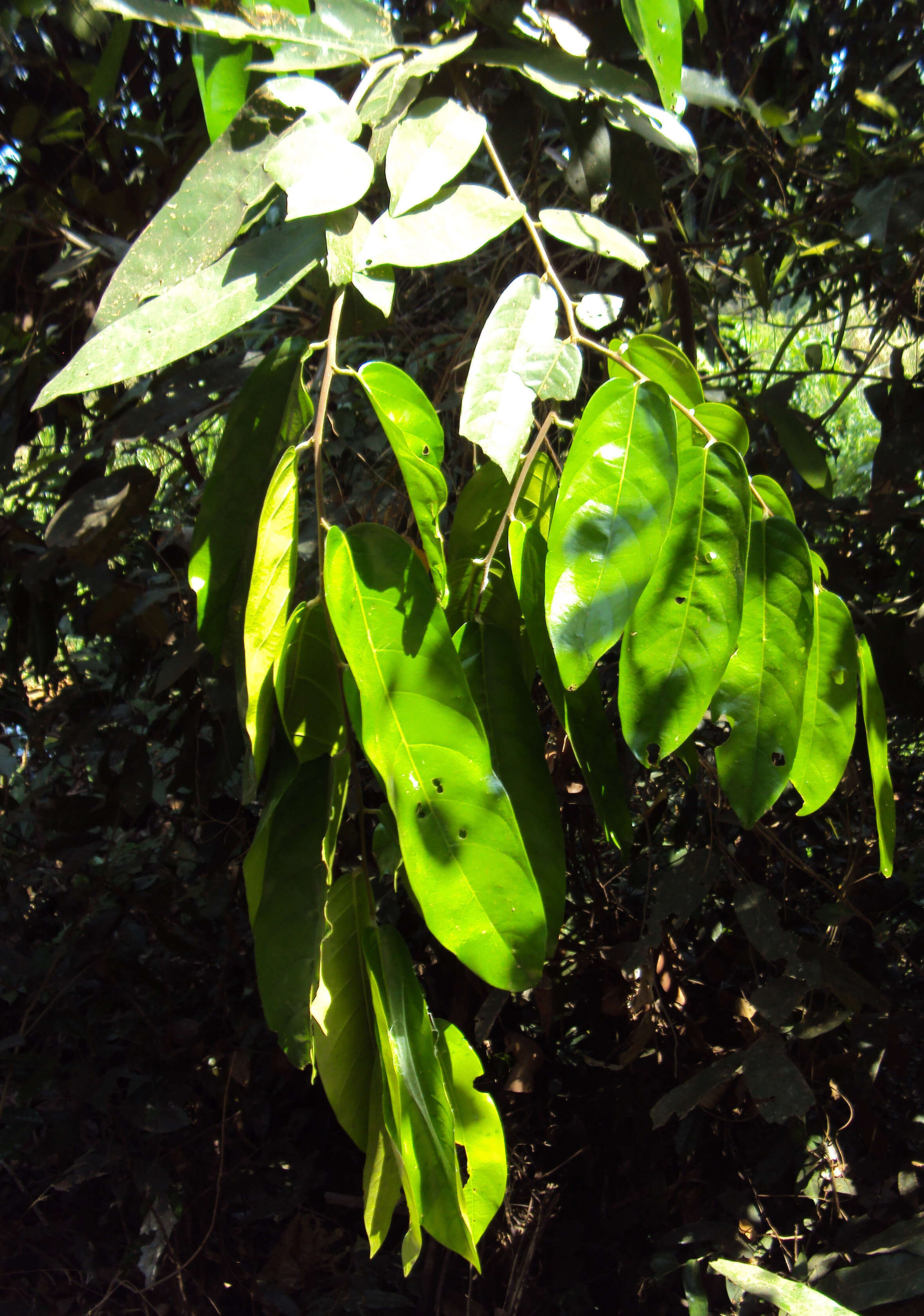 Image of Hopea ponga (Dennst.) D. J. Mabberley