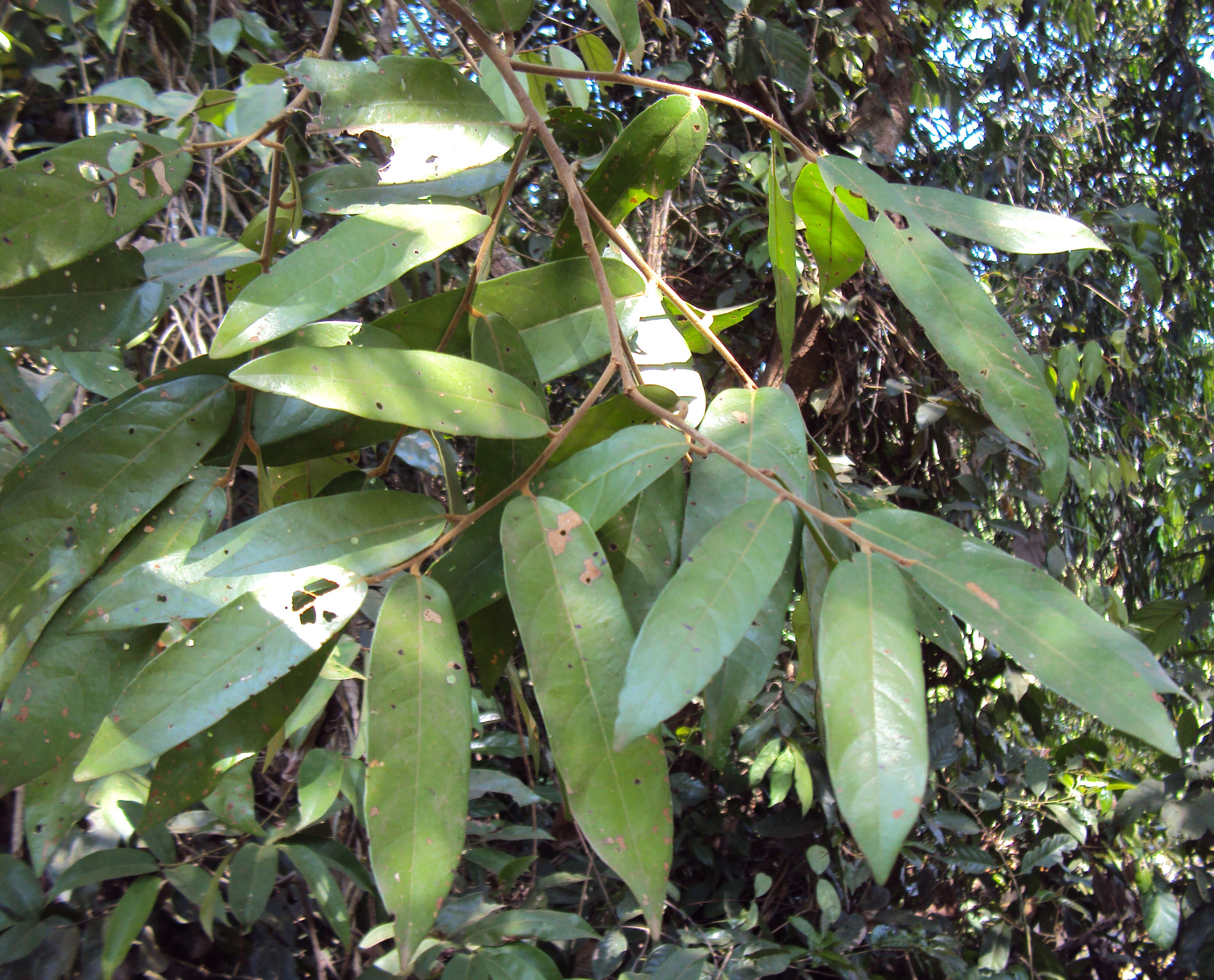 Image of Hopea ponga (Dennst.) D. J. Mabberley